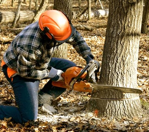 Tree Removal in Manitowish Waters, WI